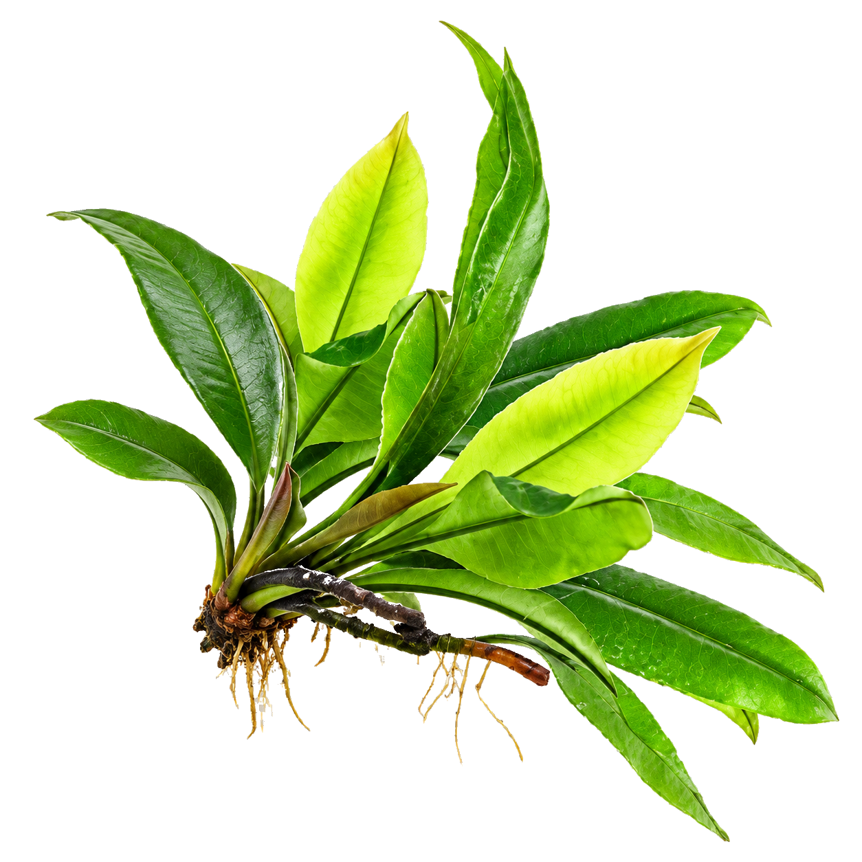 Herba Kacip Fatimah Jus Qaura