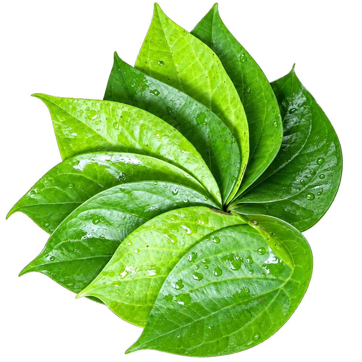 Herba Daun Sirih Jus Qaura