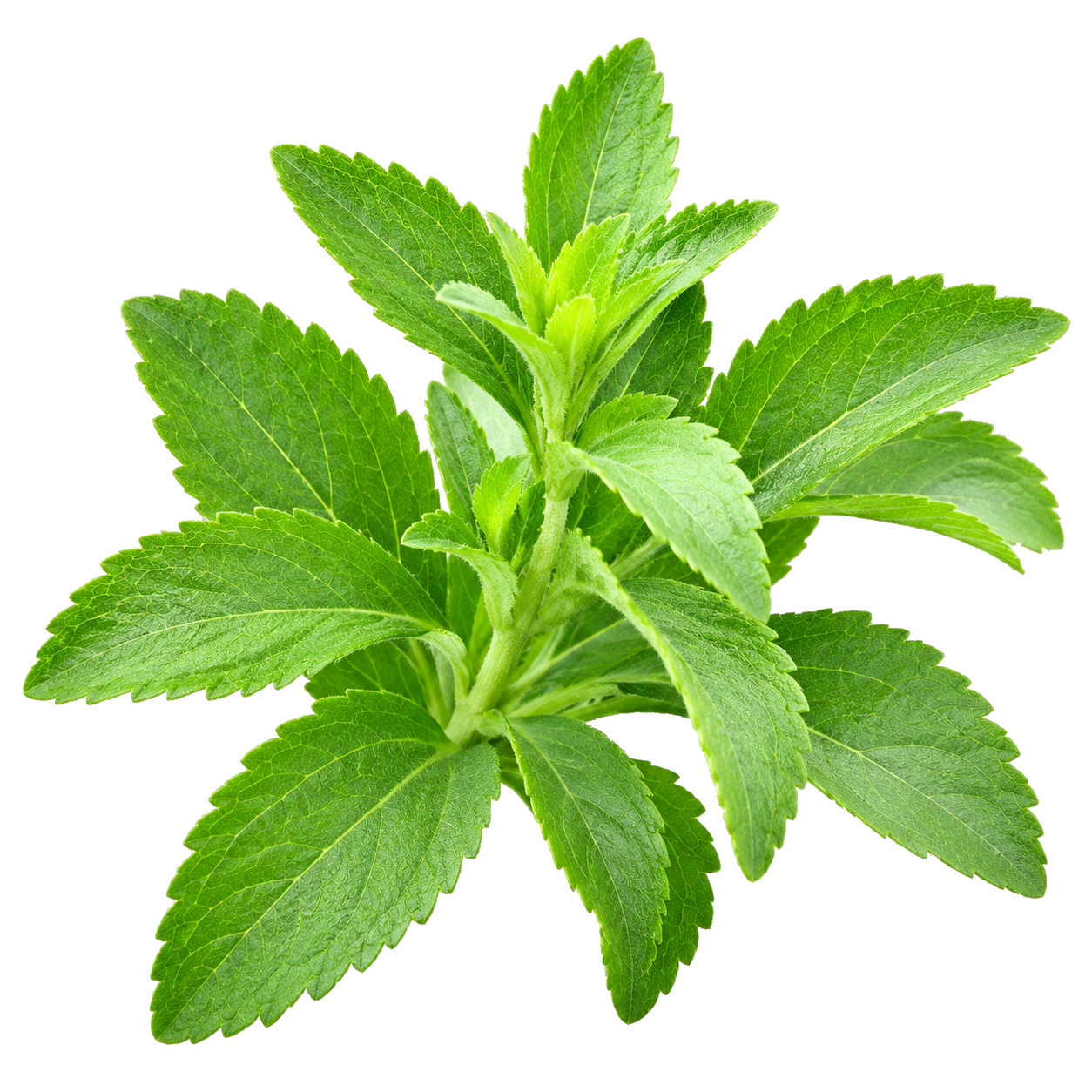 Herba Daun Stevia Jus Qaura