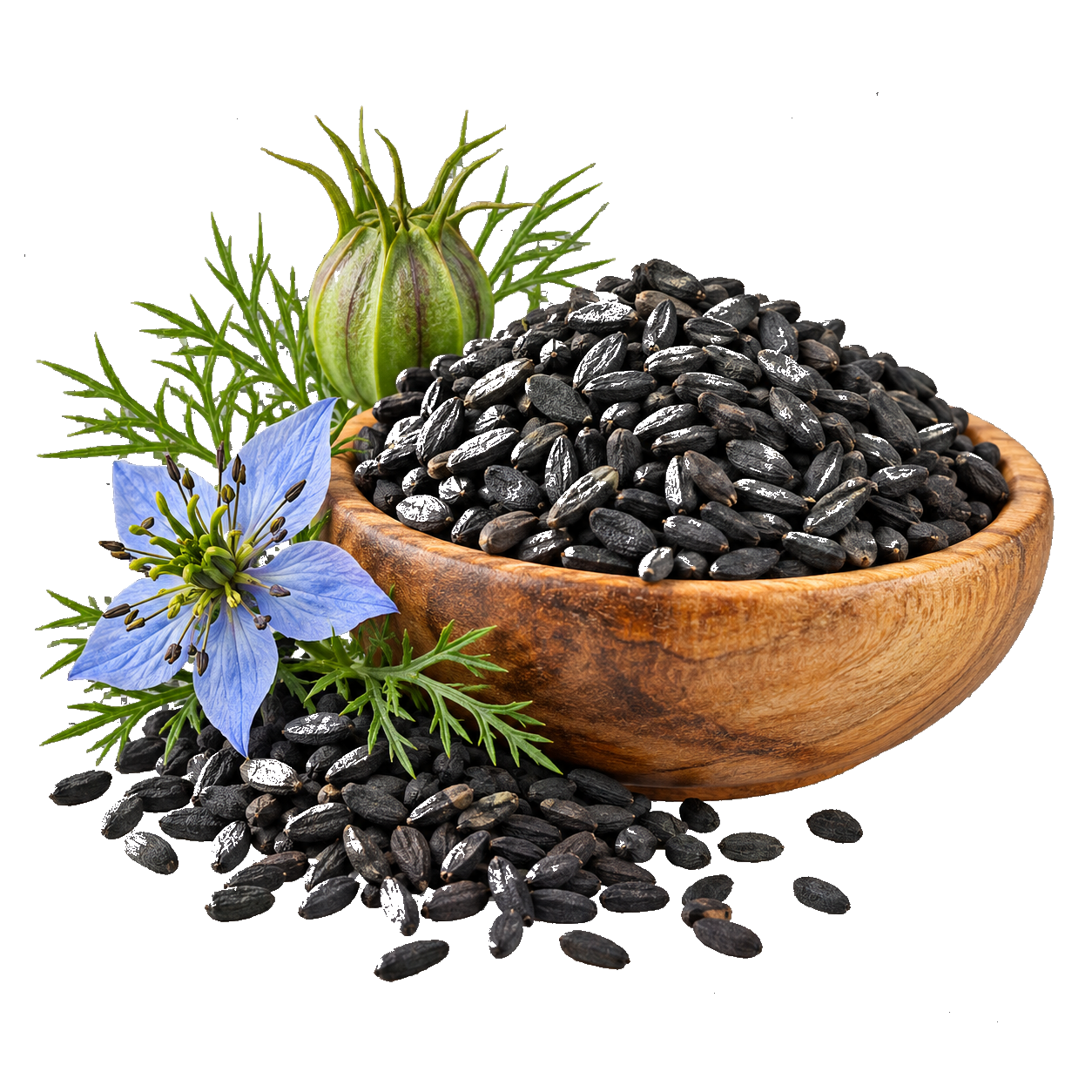 Herba Habbatus Sauda Jus Qaura