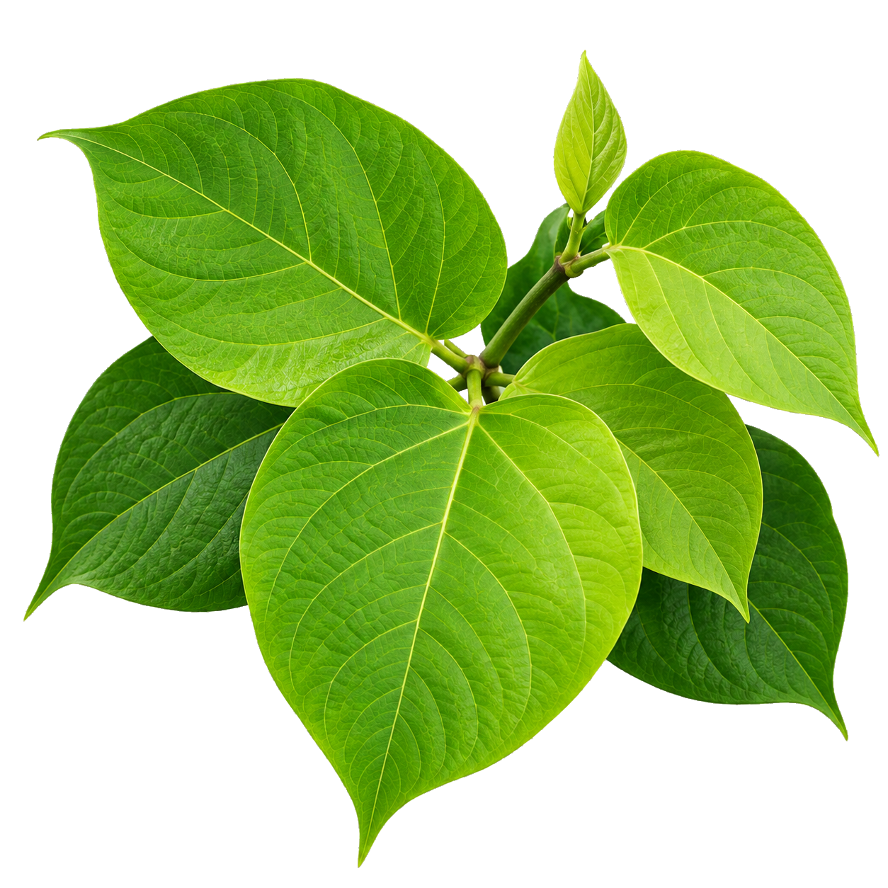 Herba Daun & Akar Mirifica Jus Qaura